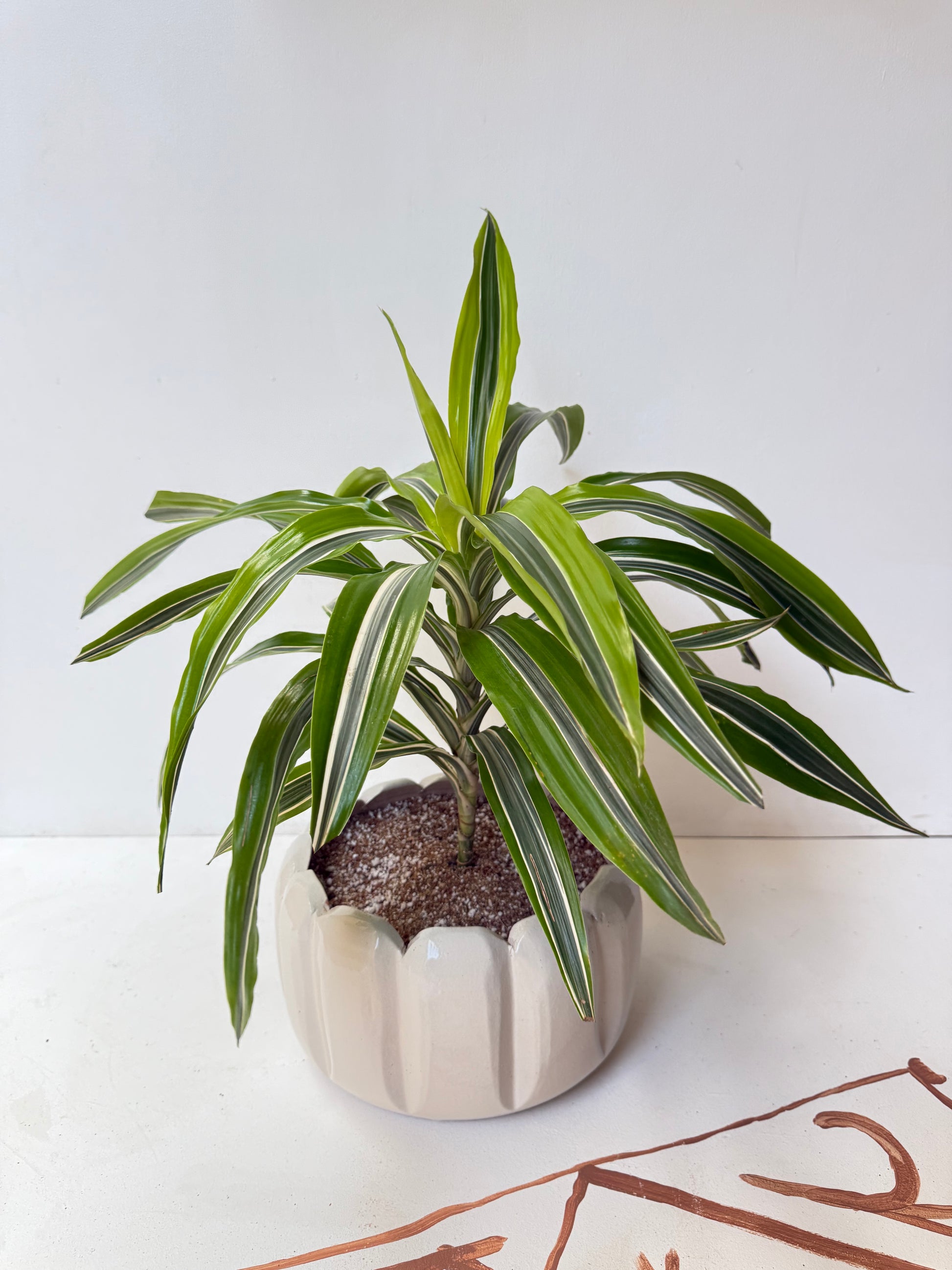 lemon surprise dracaena plant Lemon Surprise - Dracaena Fragrans