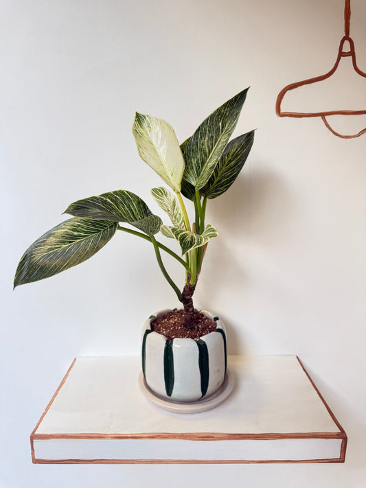 Philodendron Birkin