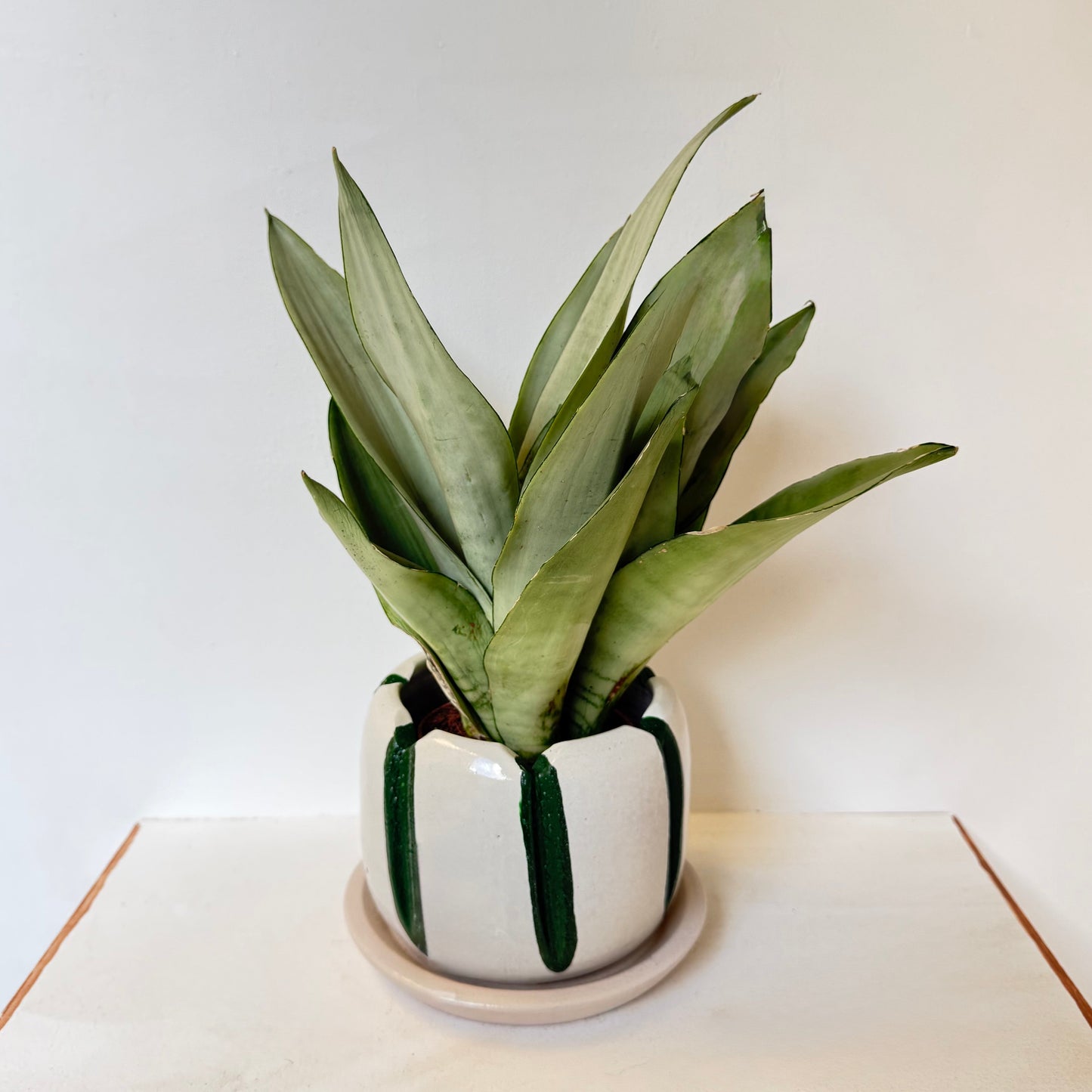 Moonshine Snake Plant