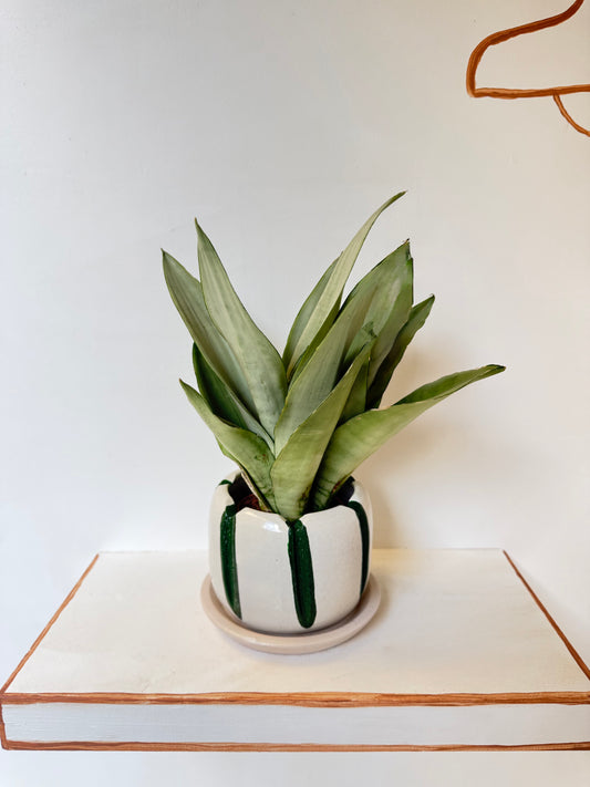 Moonshine Snake Plant