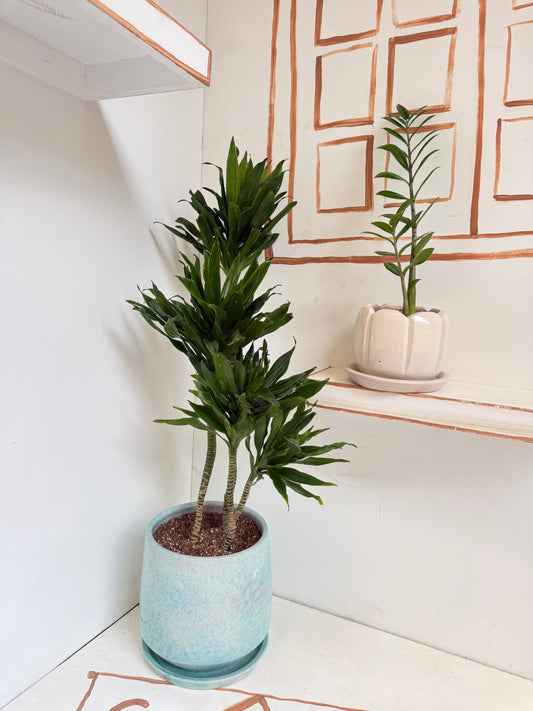 Dracaena Compacta