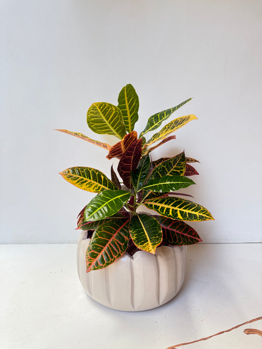 Indoor Croton