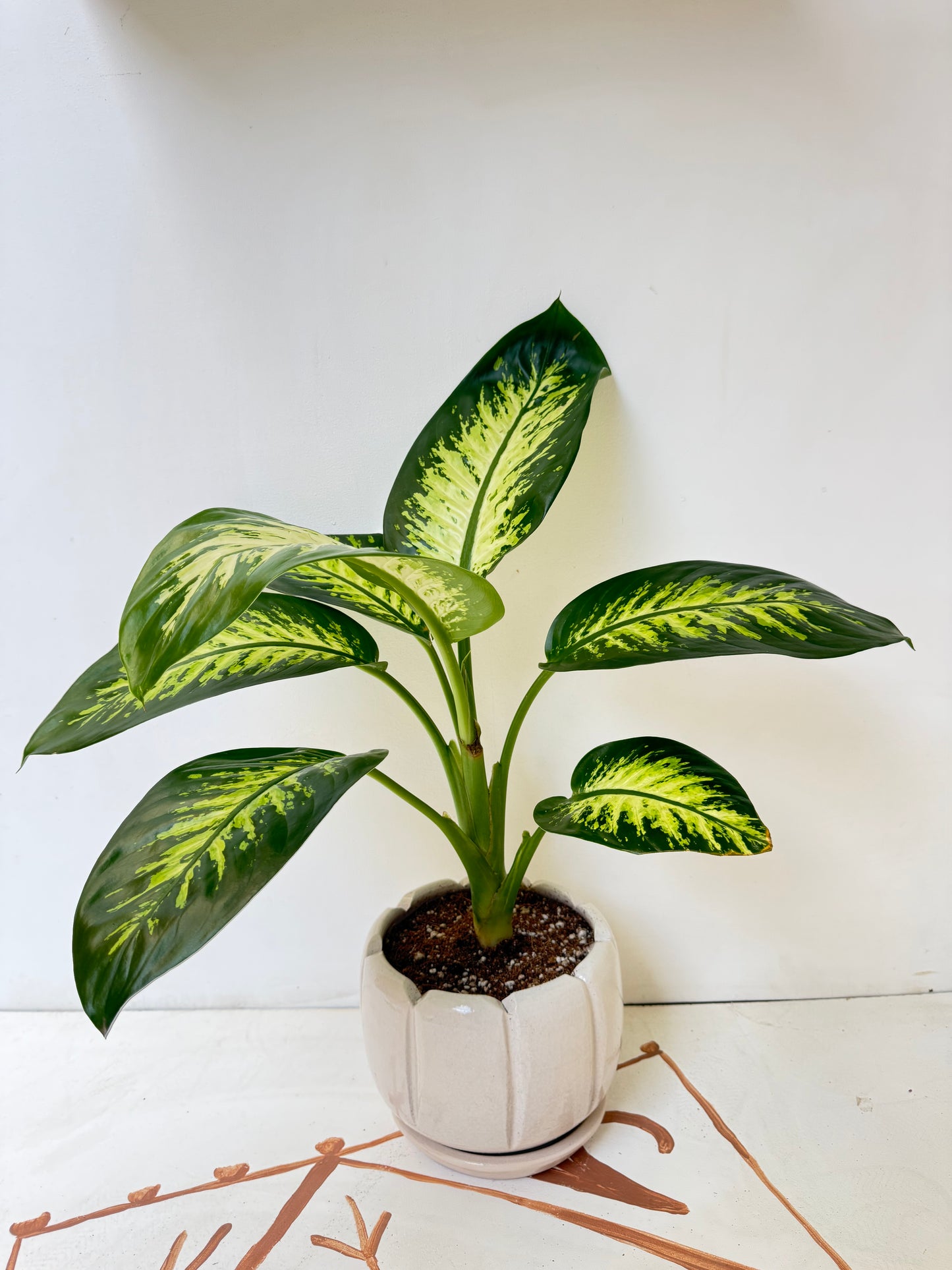 Dieffenbachia