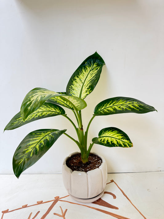 Dieffenbachia