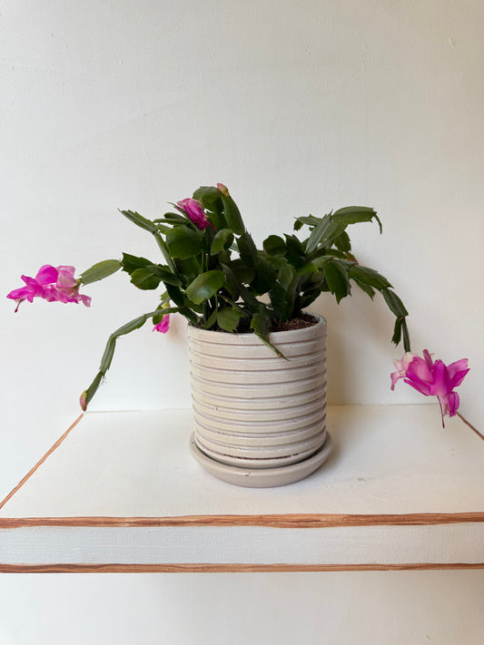 Christmas Cactus