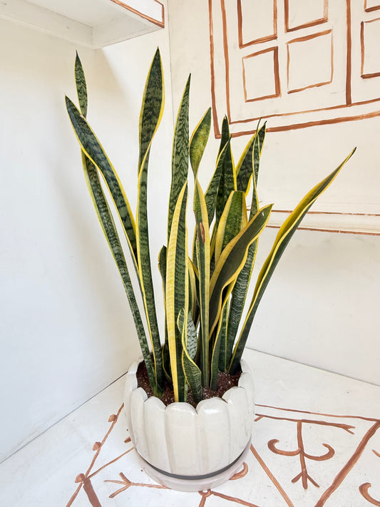 Snake Plant (Sanseviera)