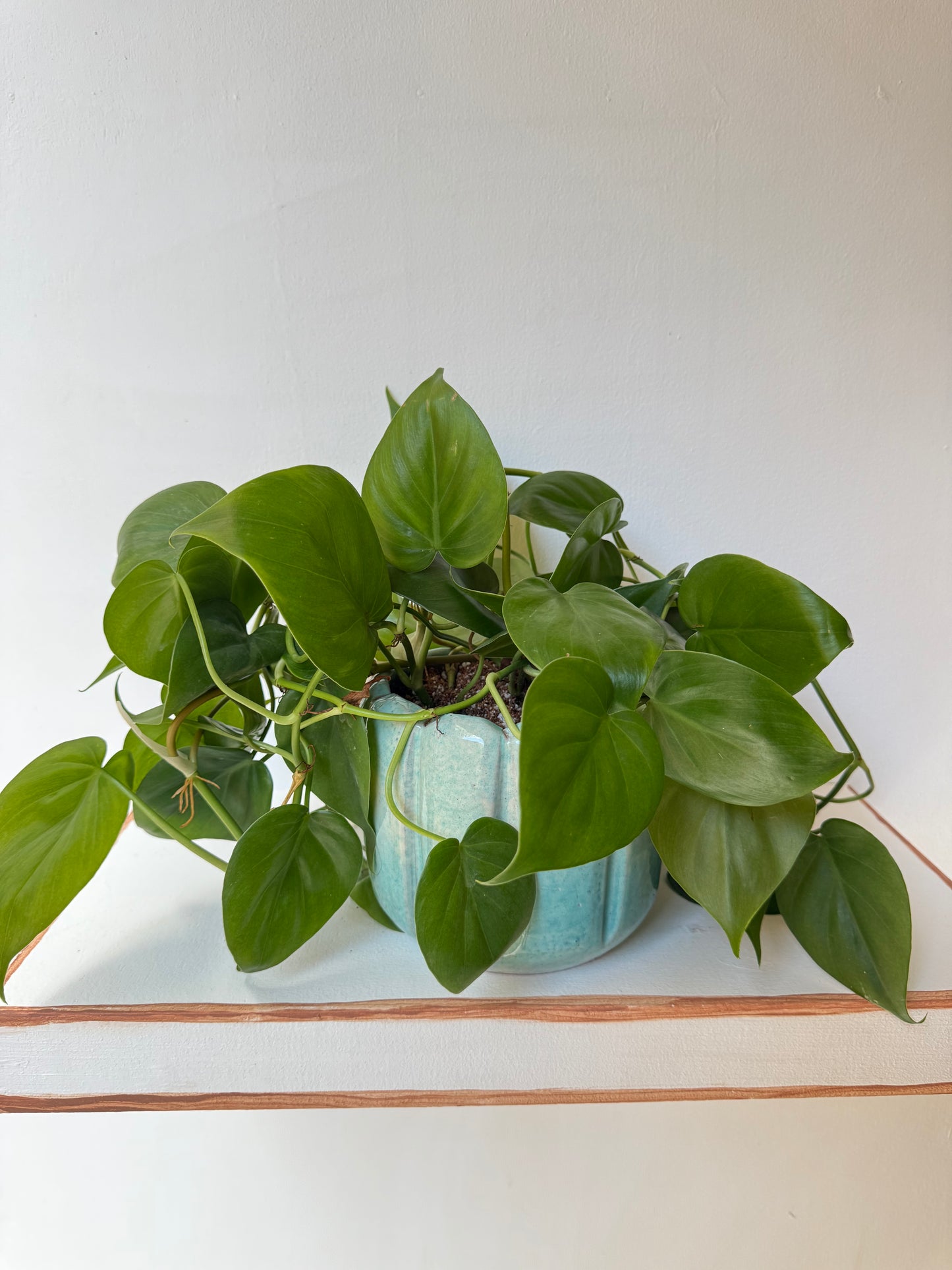 Heart Leaf Philodendron