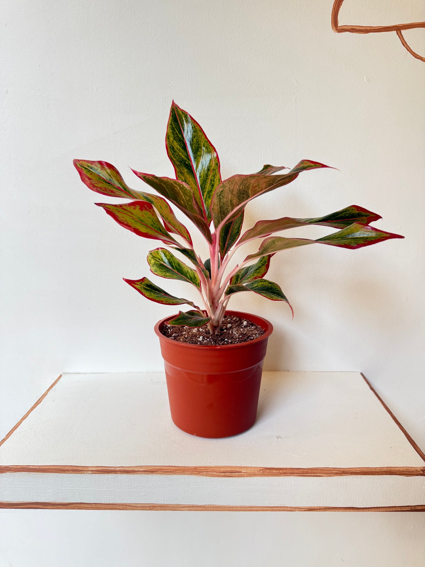 Aglaonema 'Pink Lipstick'