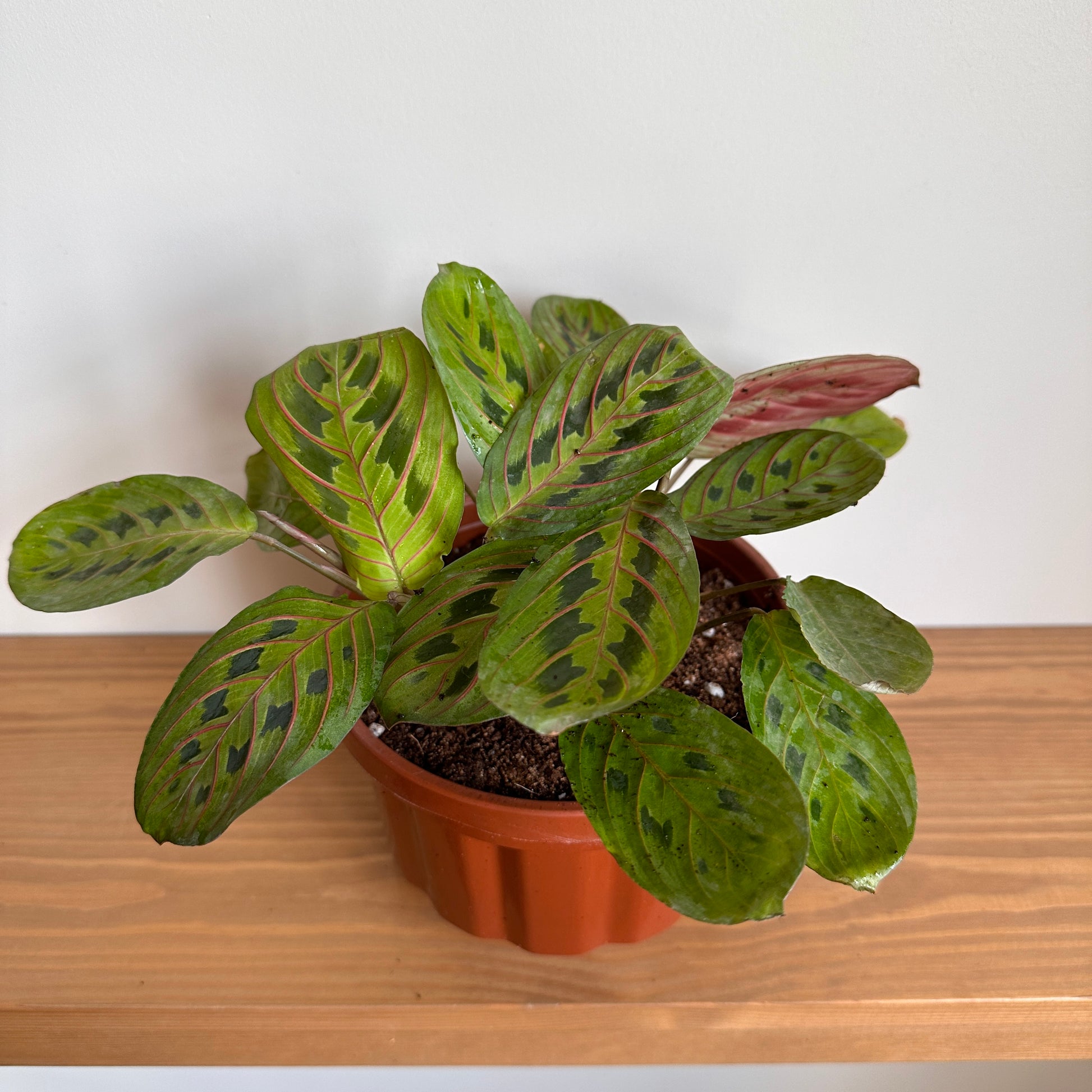 maranta houseplant in brown plastic pot |kaynuna