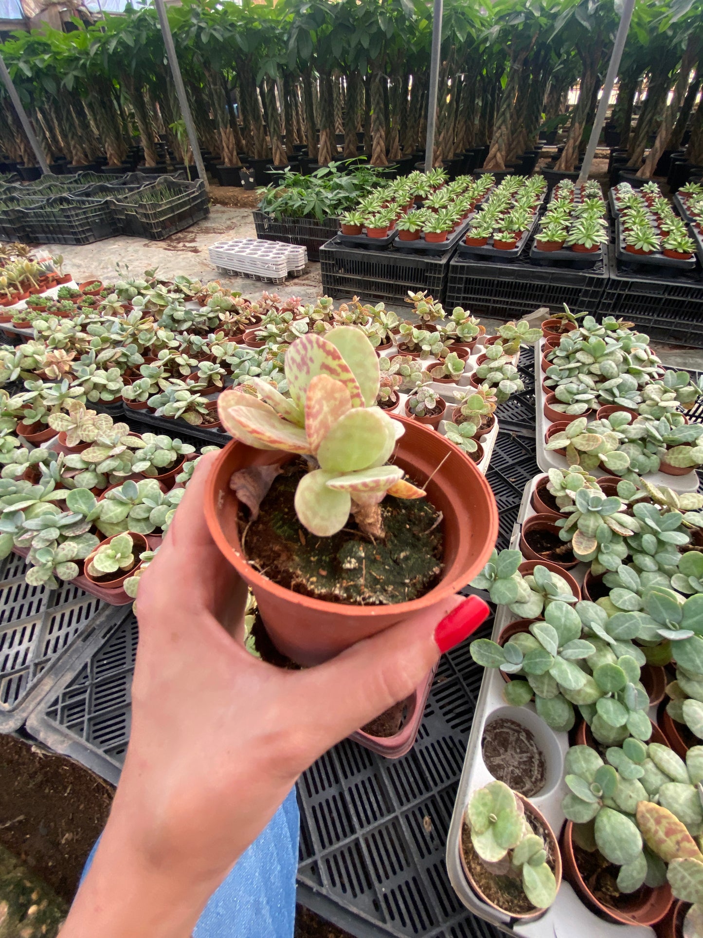 Marble Leaf Succulent