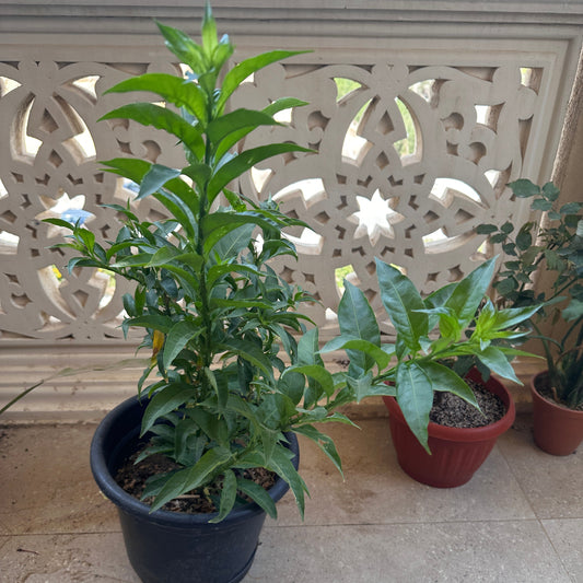 Misk al Lail - Night blooming Jasmine