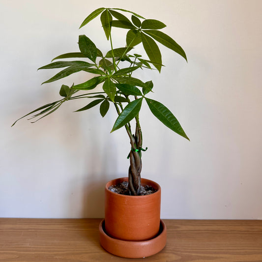 small money tree in_bastet_clay_pot |kaynuna|