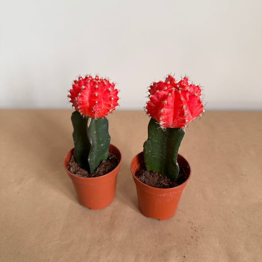 Colored Cap Cactus