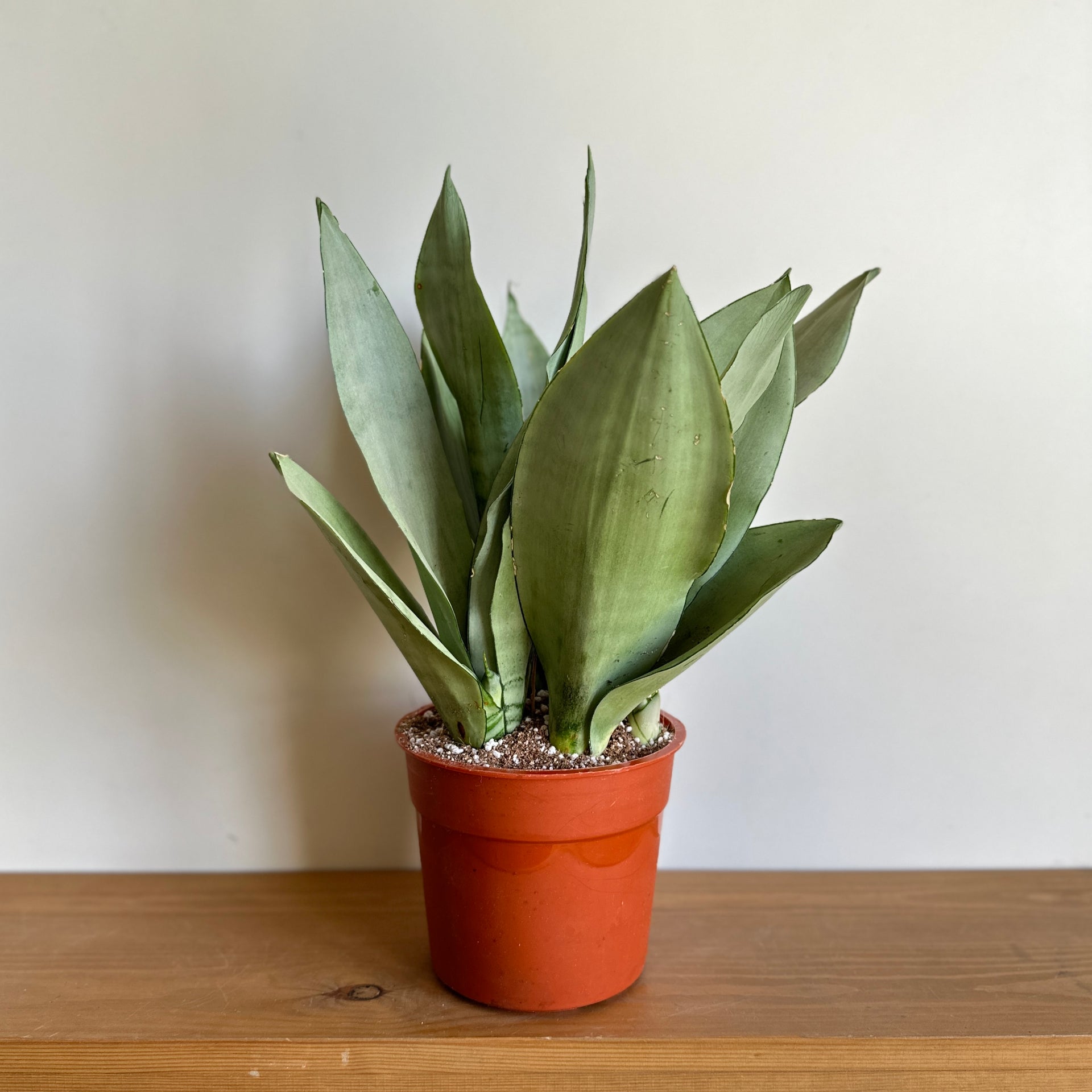 night owl snake plant vs moonshine Shop Moonshine Snake Plant, at kaynuna.co, in Cairo, Egypt. – Kaynuna.co