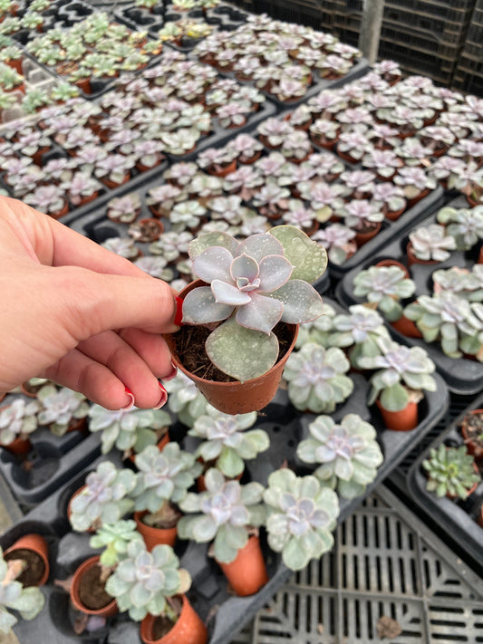 Imported Ghost Plant