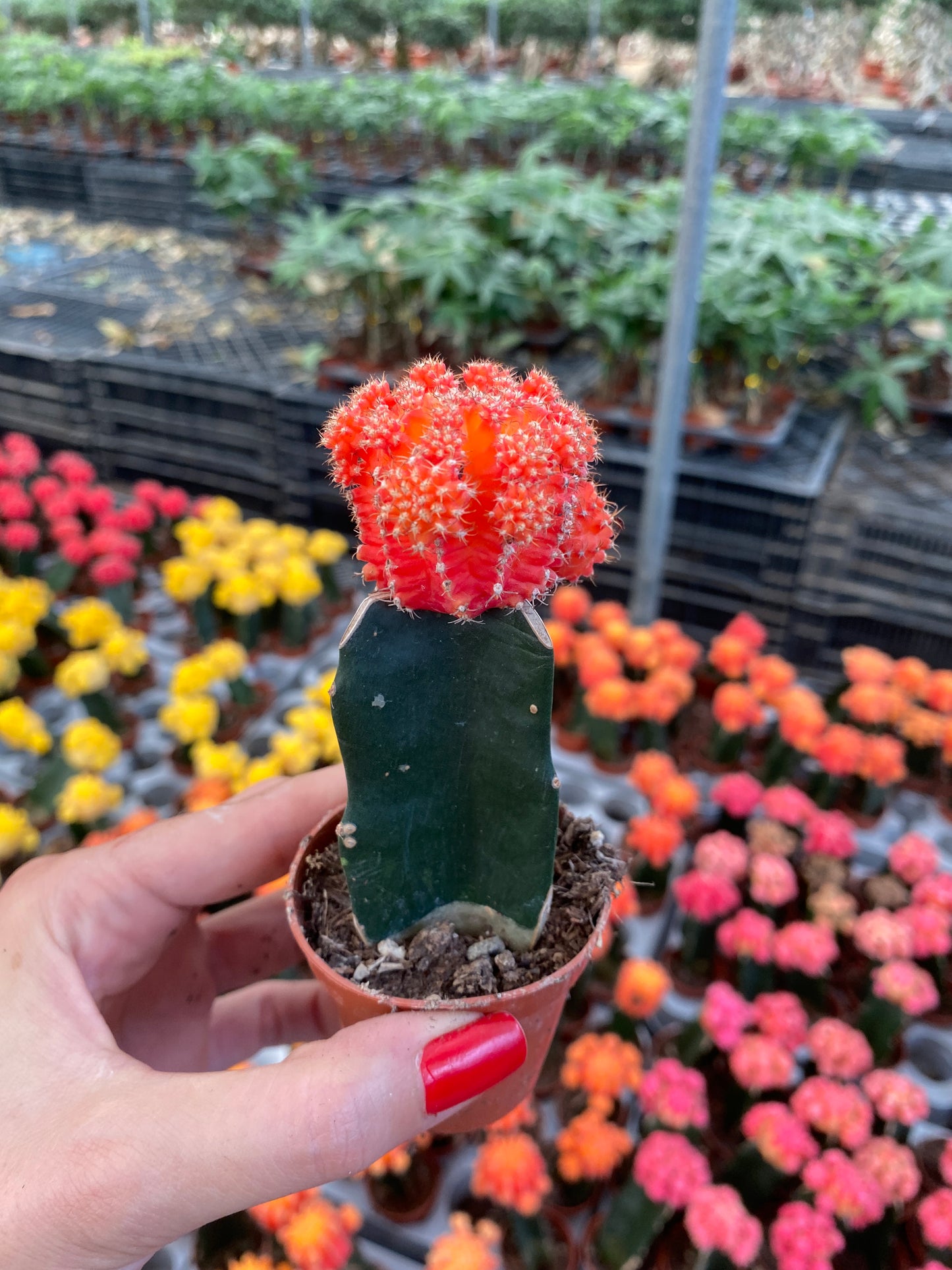 Colored Cap Cactus