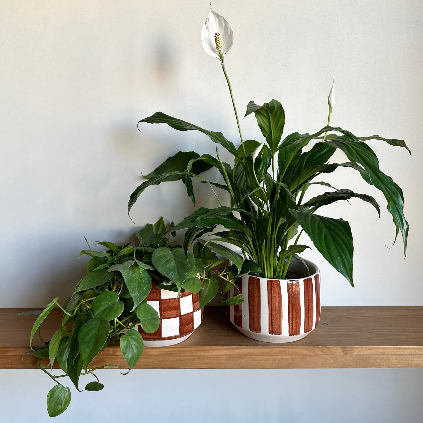 Two potted plants on a wooden shelf against a white wall