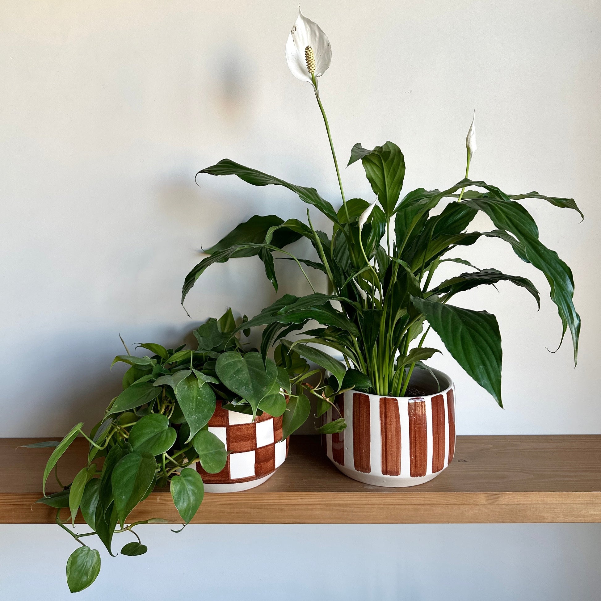 Two potted plants on a wooden shelf against a white wall