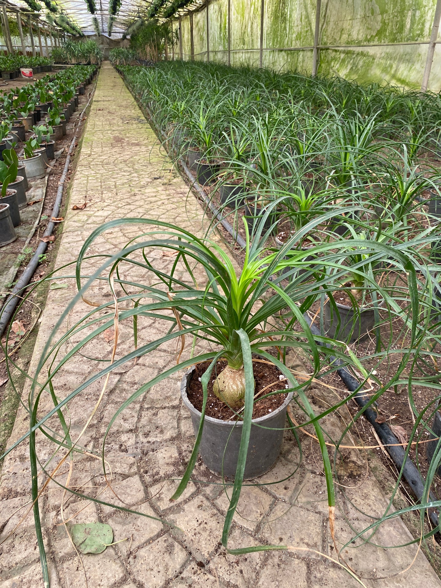 Ponytail Palm