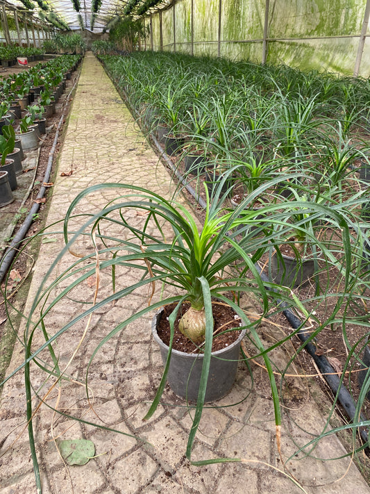 Ponytail Palm