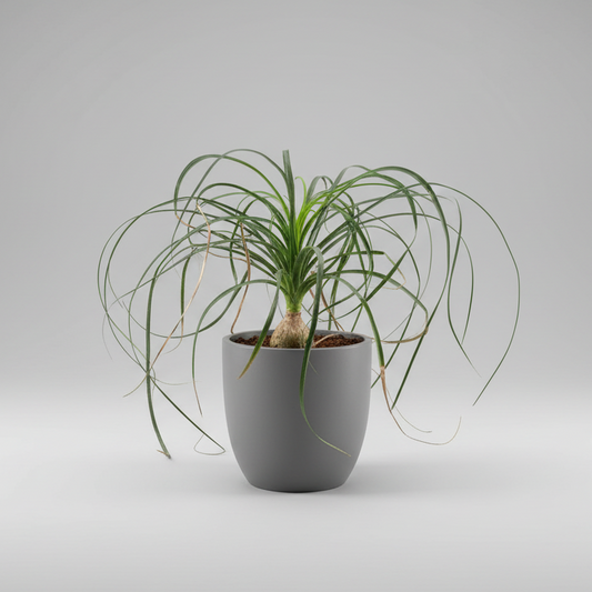 Ponytail Palm