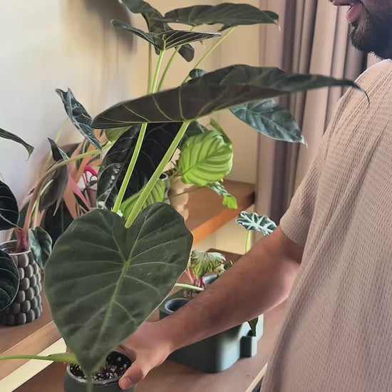 how to use Self-watering pot video |kaynuna