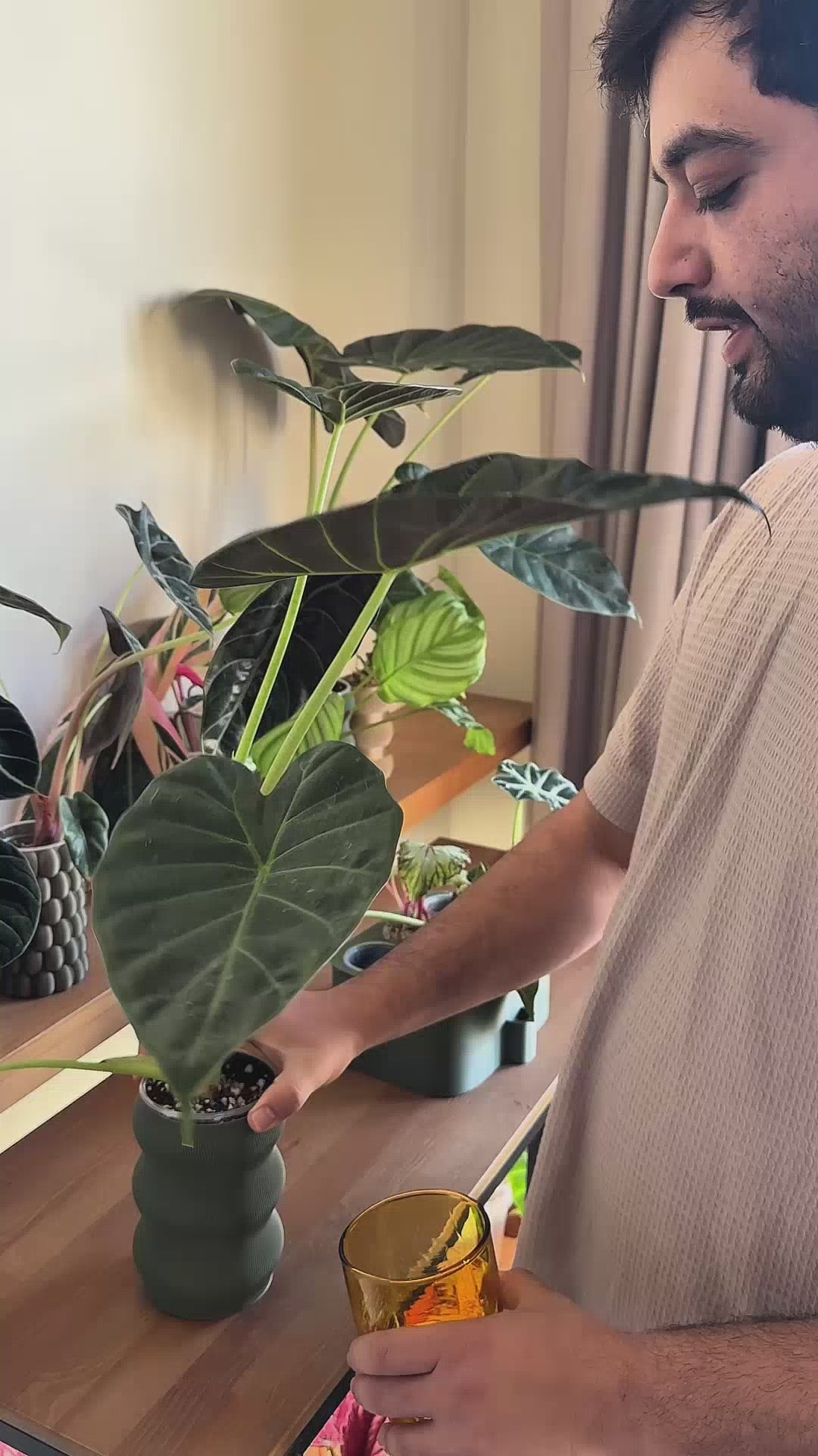 how to use Self-watering pot video |kaynuna