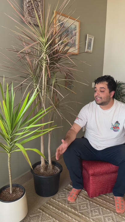 Madagascar Dragon Tree