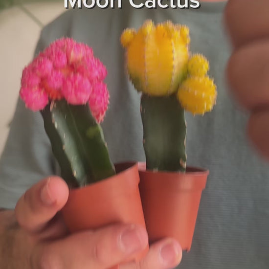 Moon cactus care reel by kaynuna.co