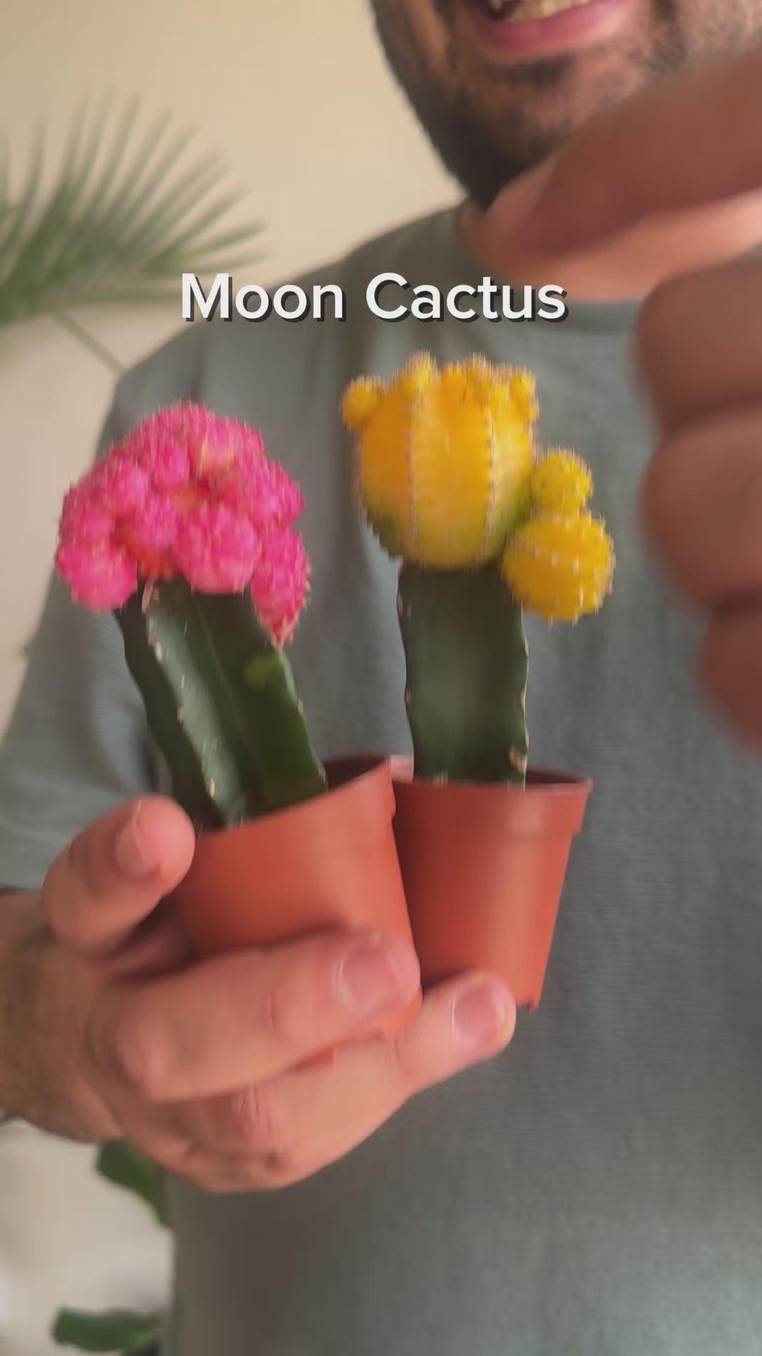 Moon cactus care reel by kaynuna.co