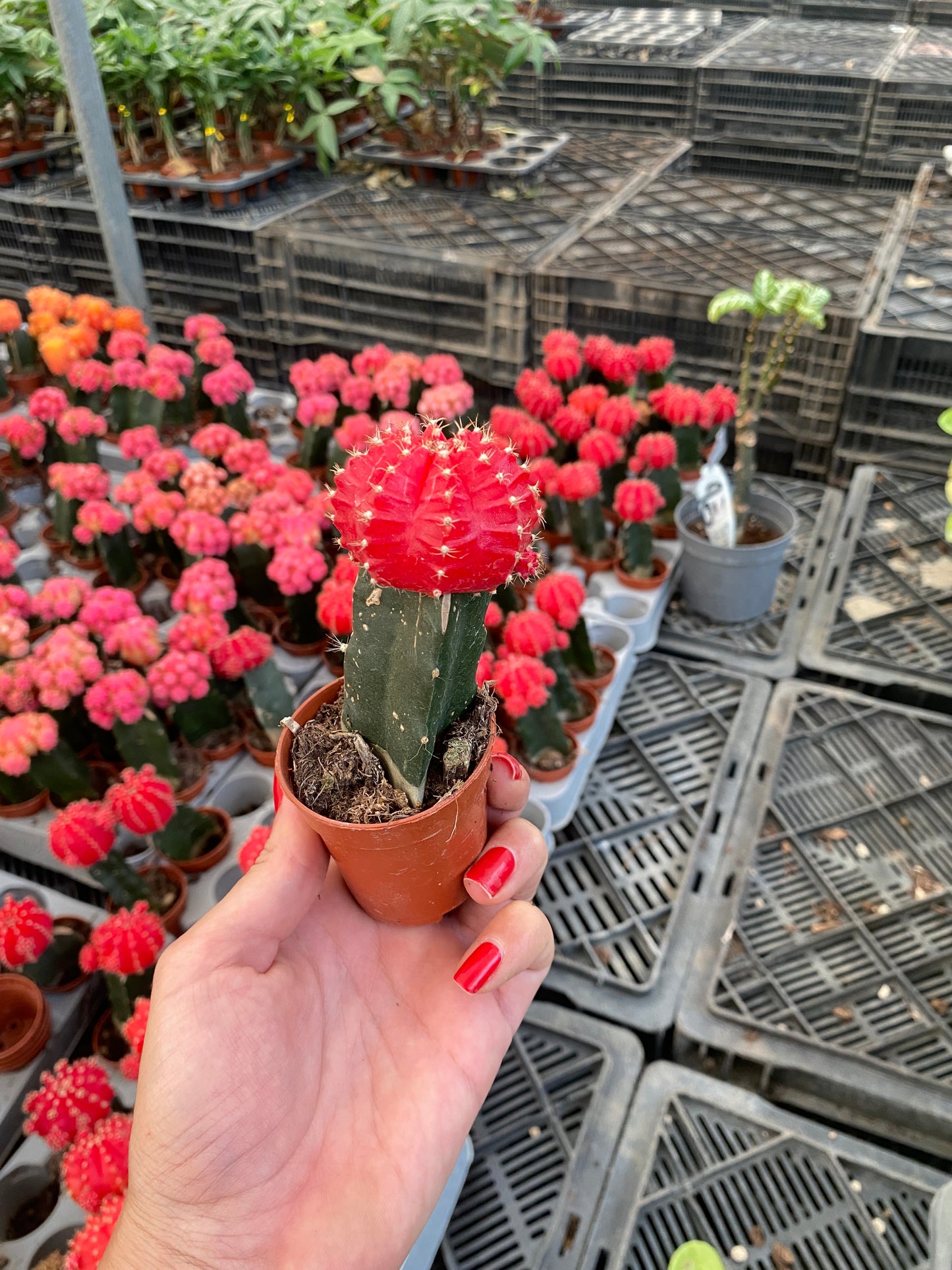 Colored Cap Cactus