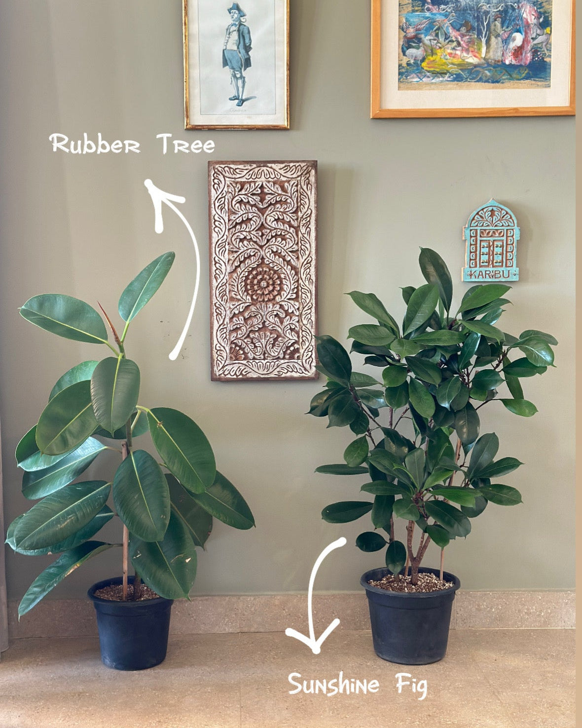 Two potted plants labeled 'Rubber Tree' and 'Sunshine Fig' on the floor with decorative wall art in the background.