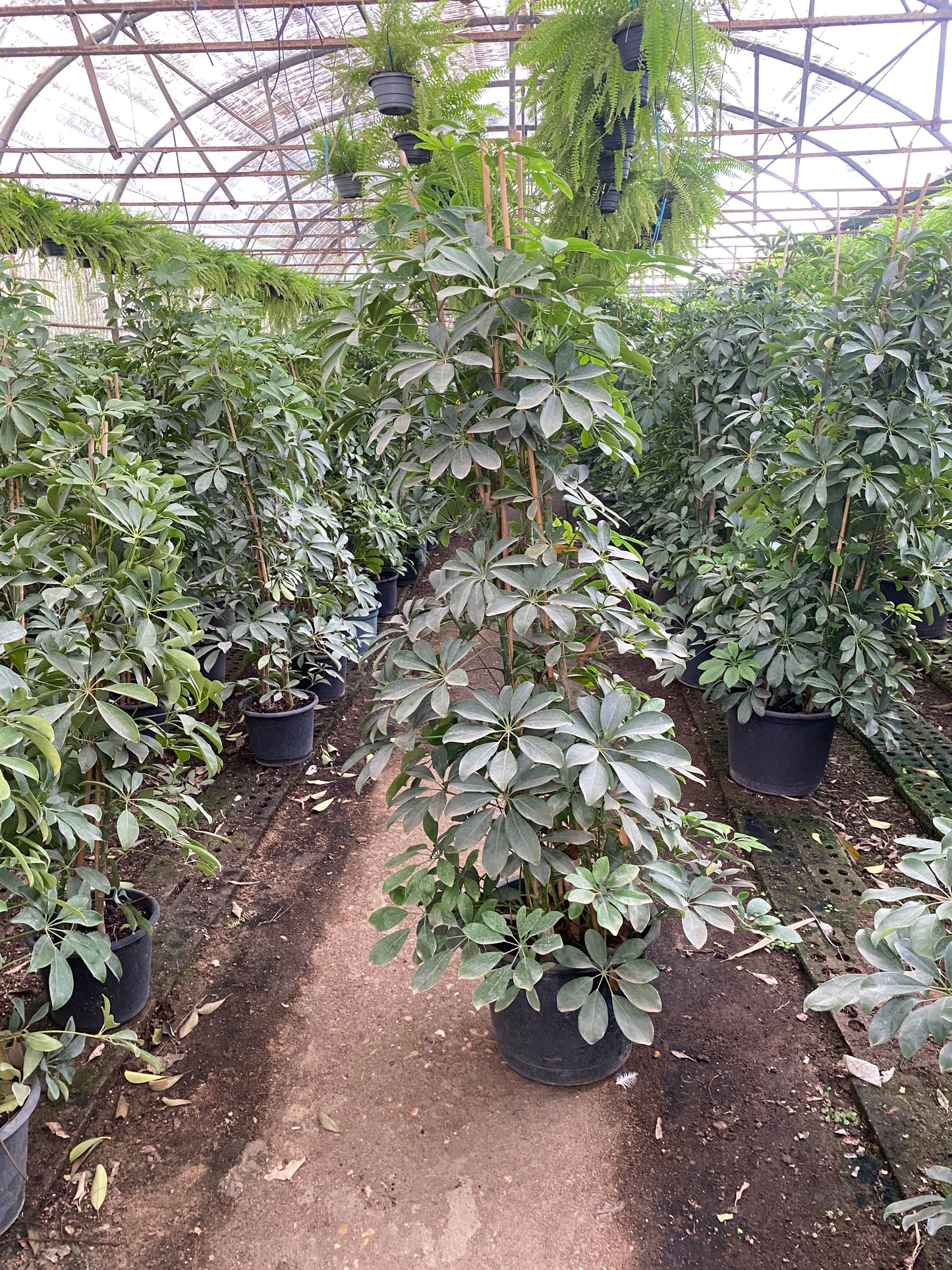 Schefflera Plant XXL