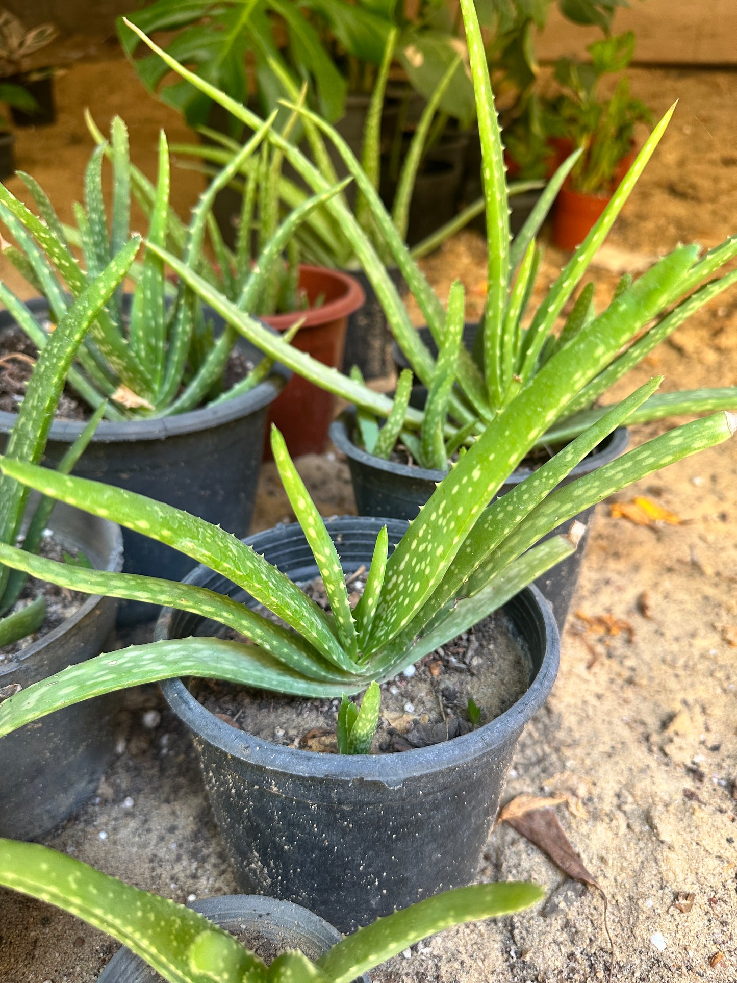 Aloe Vera Plant - Clearance