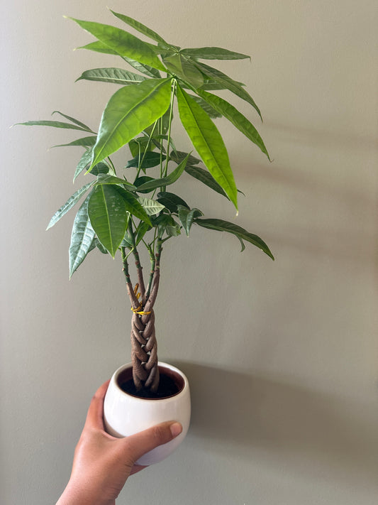 Money Tree - small