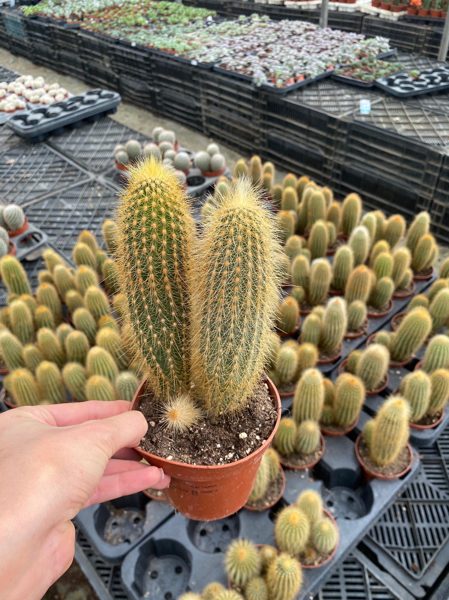 Silver Torch Cactus