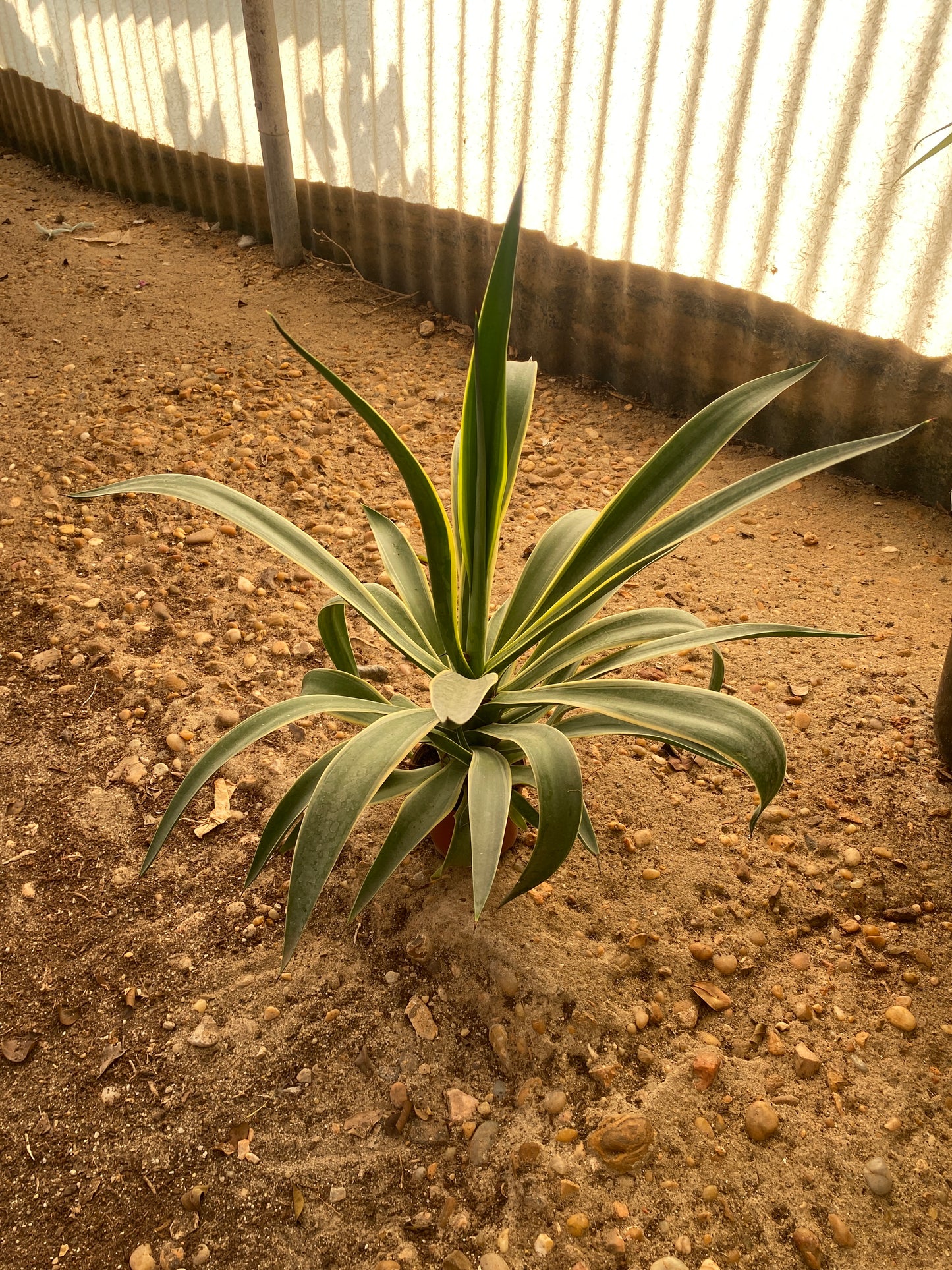 Sun-Striped Agave