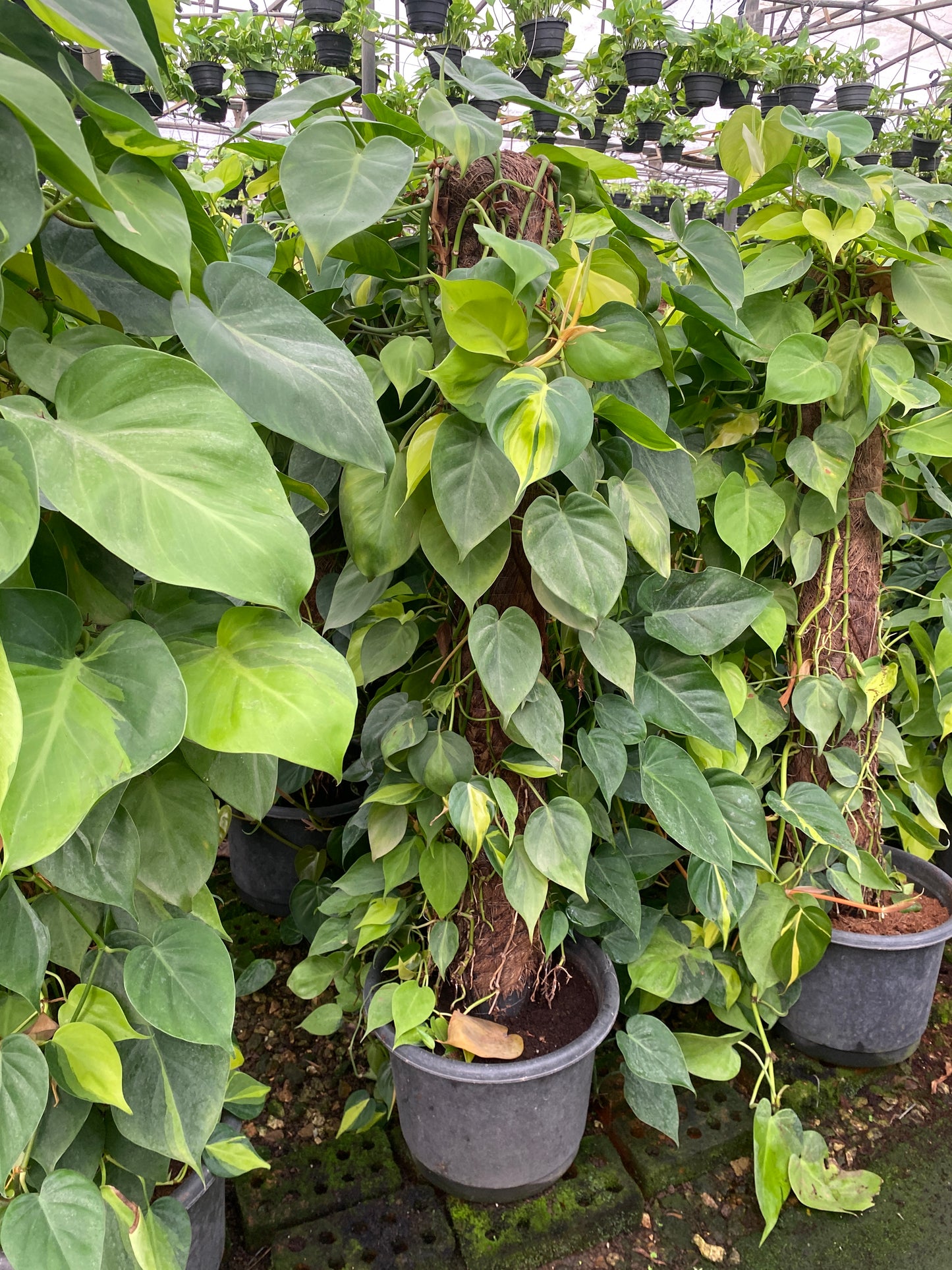 Sweetheart leaf Philodendron on a Stick