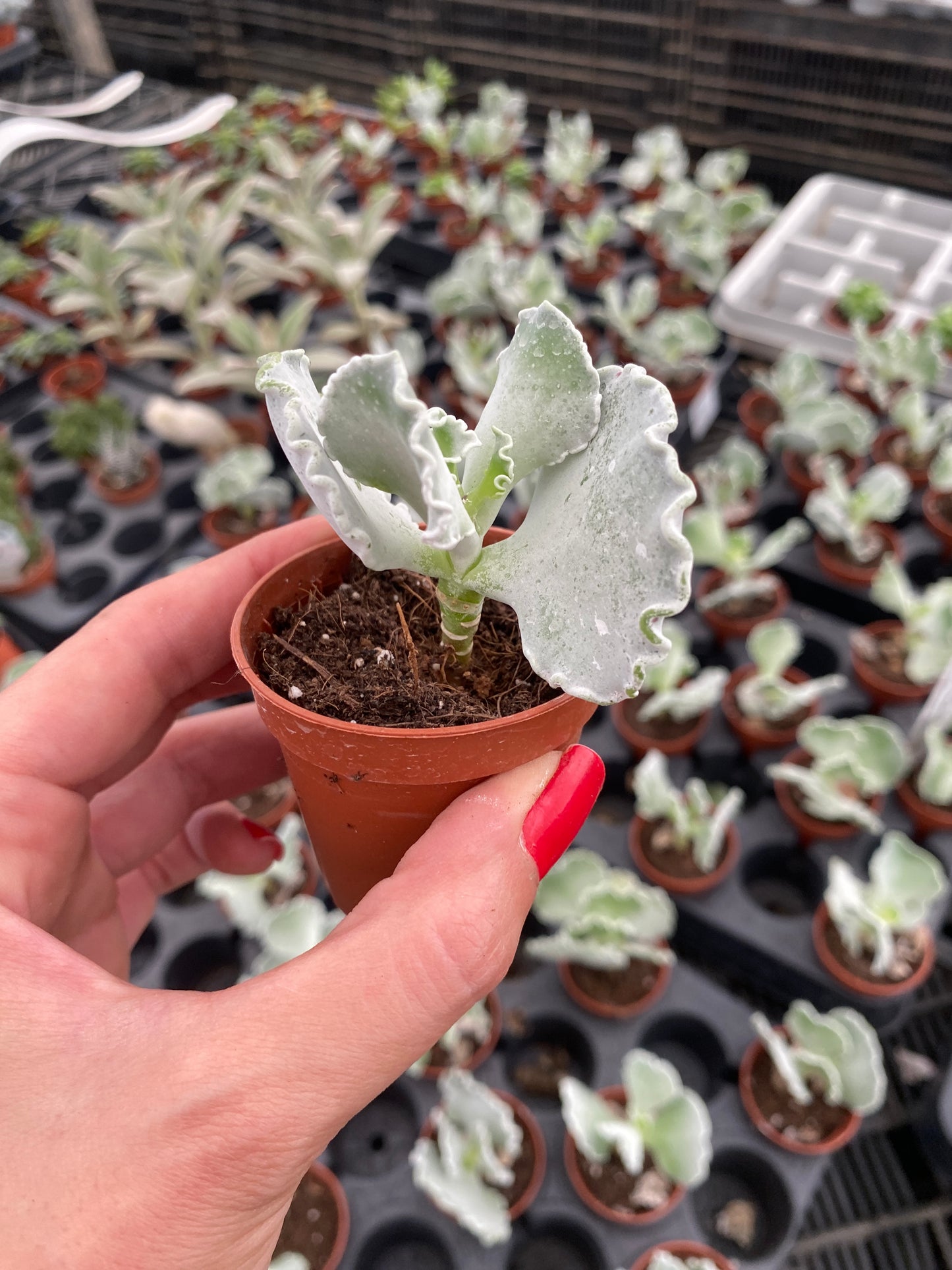 Silver Ruffles Succulent