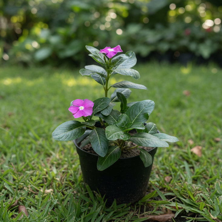 Small potted vinca plant with purple flowers on grass surface