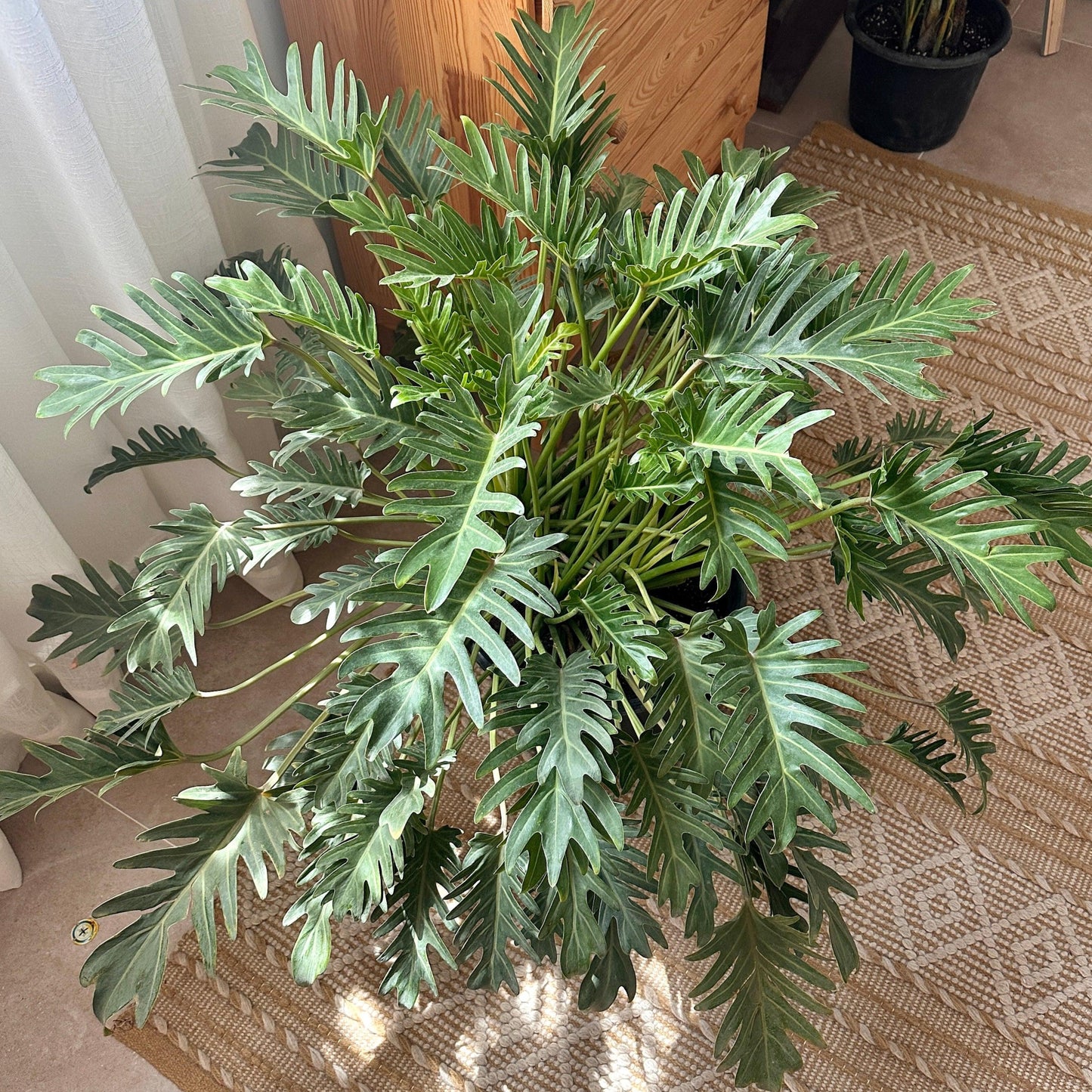 indoor xanadu plant | kaynuna