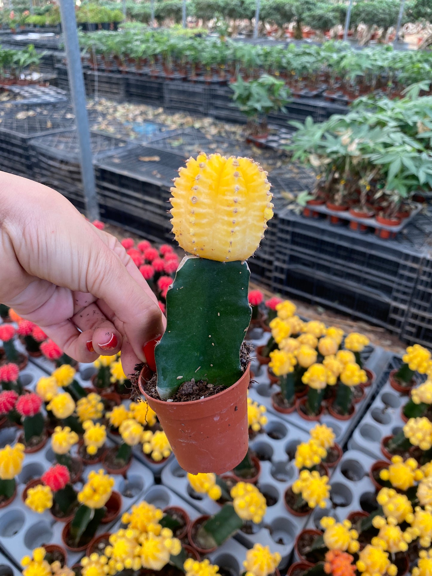 Colored Cap Cactus