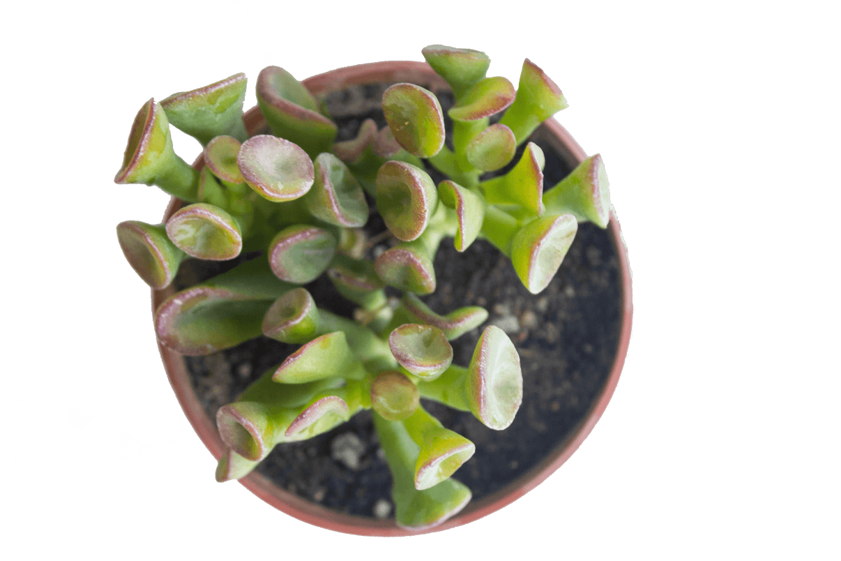 Gollum Jade Succulent Kaynuna co gollum-jade-succulent-kaynuna-co