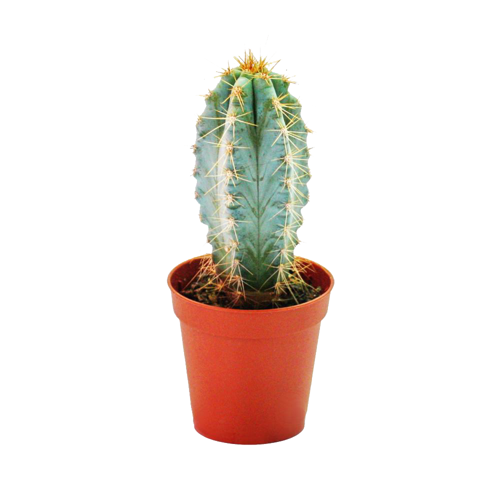 Sanita Cactus