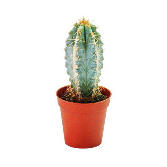 Sanita Cactus