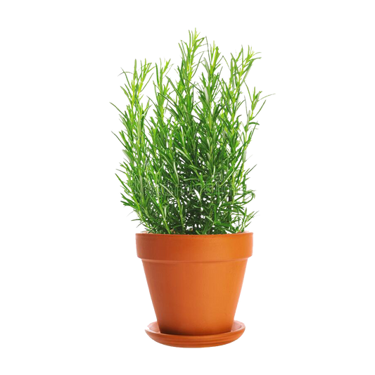 Rosemary Herb 
