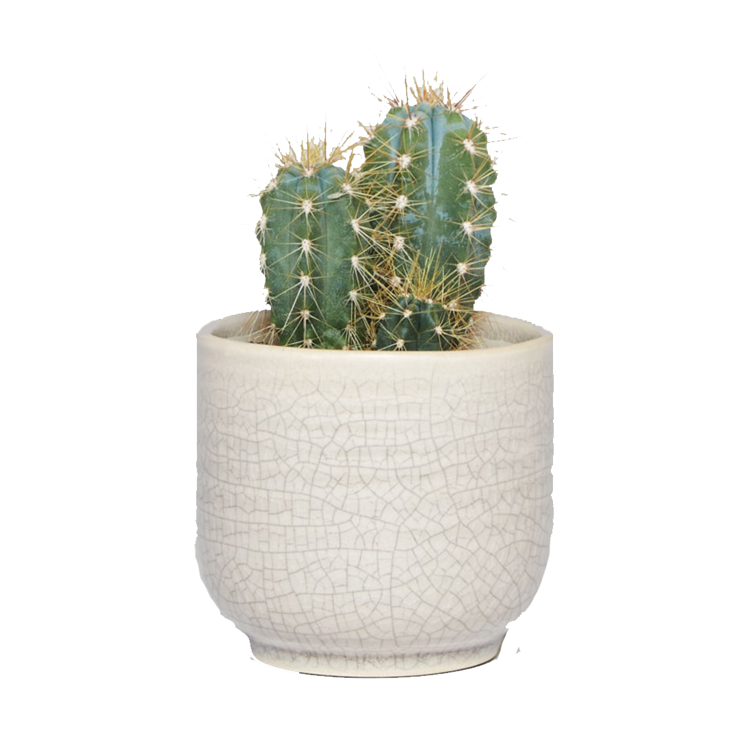 buy cactus from kaynuna